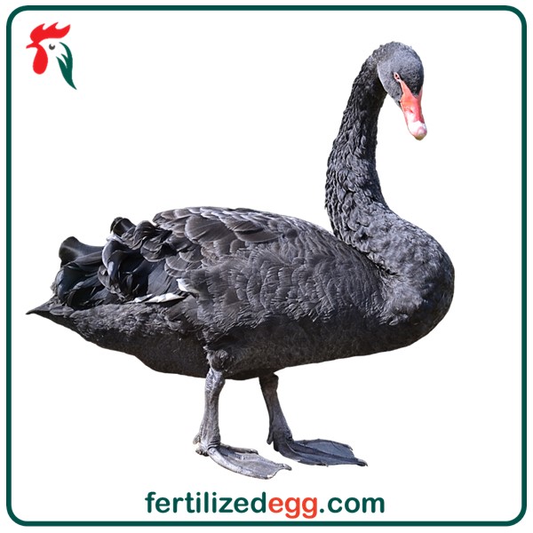 تخم نطفه دار قو سیاه